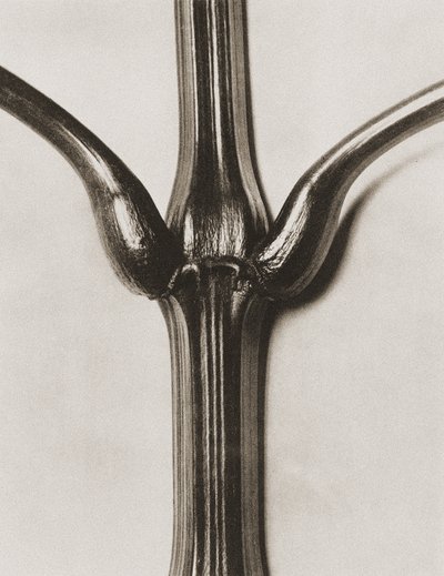 Impatiens glandulifera, 1929 by Karl Blossfeldt